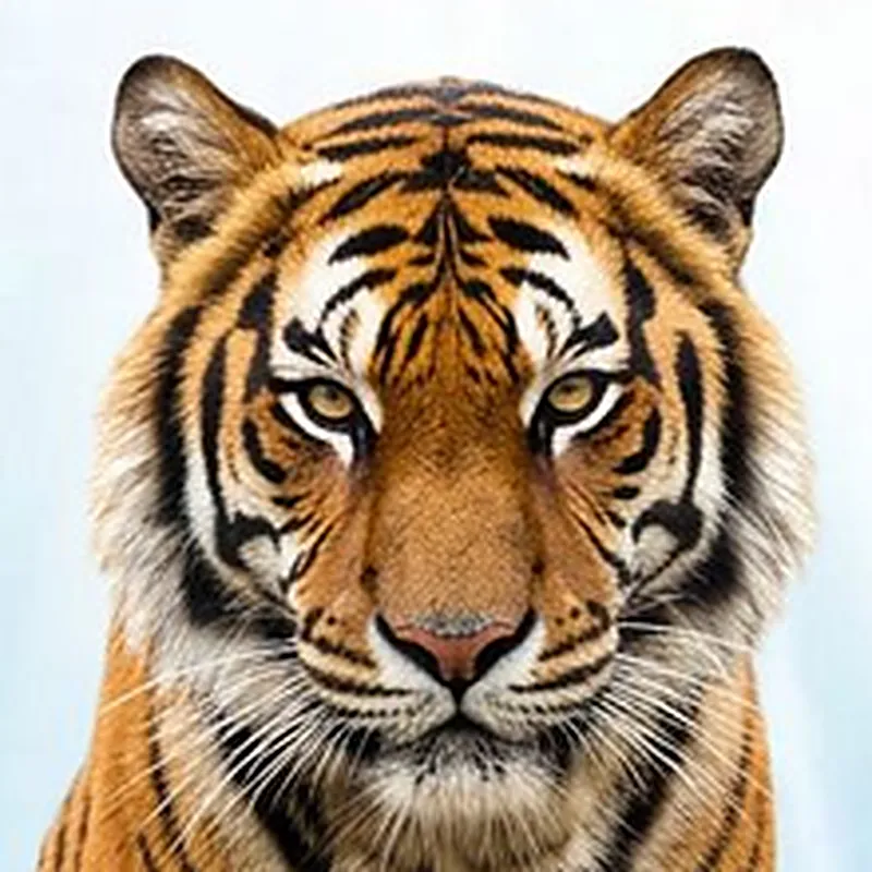 Altai close-up